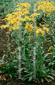 Picture of Helenium hoopesii 