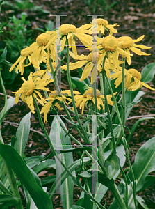 Picture of Helenium hoopesii 