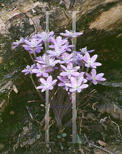 Picture of Hepatica acutiloba 