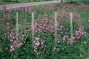 Picture of Hesperis matronalis 