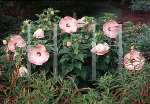 Picture of Hibiscus moscheutos 