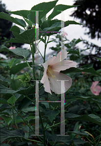 Picture of Hibiscus moscheutos ssp. palustris 