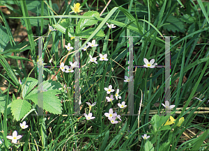 Picture of Houstonia caerulea 