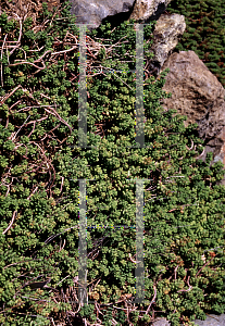 Picture of Sedum brevifolium 