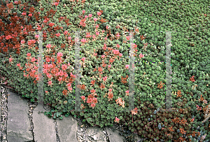 Picture of Sedum spurium 'Schorbuser Blut(Dragon's Blood)'