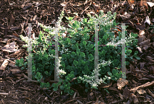 Picture of Sedum ternatum 