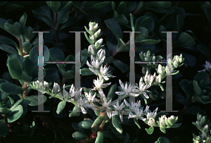 Picture of Sedum ternatum 