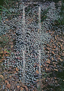 Picture of Sedum spathulifolium 'Cape Blanco'