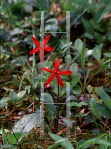 Picture of Silene virginica 