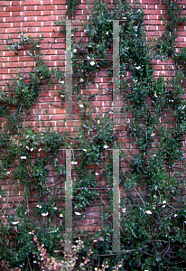 Picture of Solanum jasminoides 