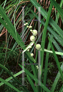 Picture of Sparganium androcladum 