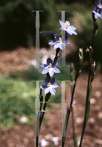 Picture of Sisyrinchium bellum 