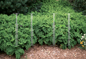 Picture of Tanacetum vulgare 'Crispum'