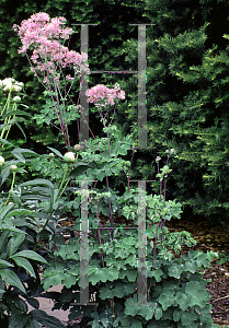 Picture of Thalictrum aquilegifolium 