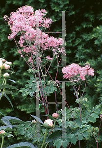 Picture of Thalictrum aquilegifolium 