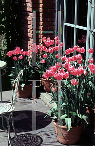Picture of Tulipa x 