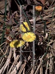 Picture of Tussilago farfara 