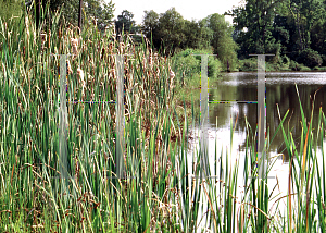 Picture of Typha latifolia 