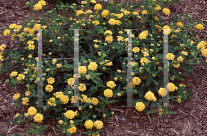 Picture of Lantana camara 'New Gold'