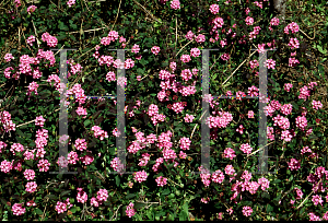 Picture of Lantana montevidensis 