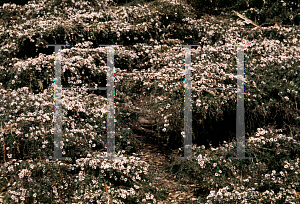 Picture of Leptospermum scoparium 'Prostratum Pink Cascade'
