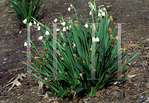 Picture of Leucojum aestivum 