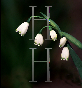 Picture of Leucojum aestivum 