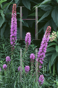 Picture of Liatris spicata 'Kobold'