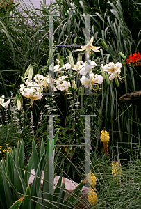 Picture of Lilium  'Esperanto'