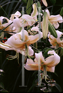 Picture of Lilium  'Esperanto'