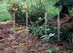 Picture of Lilium martagon 