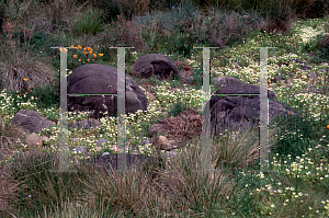 Picture of Limnanthes douglasii 