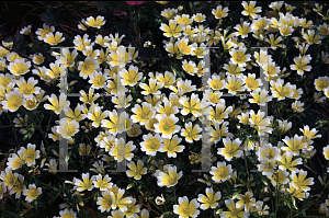 Picture of Limnanthes douglasii 