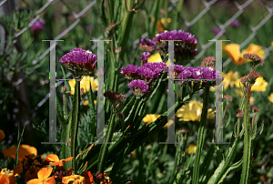 Picture of Limonium sinuatum 