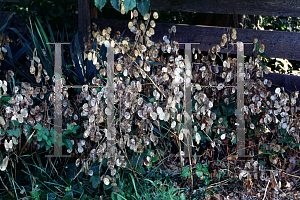 Picture of Lunaria annua 