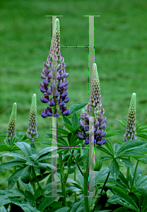 Picture of Lupinus polyphyllus 