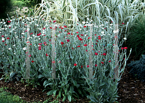 Picture of Lychnis coronaria 'Dancing Ladies'