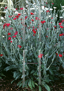 Picture of Lychnis coronaria 'Dancing Ladies'