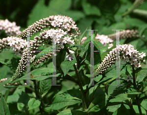 Picture of Lysimachia clethroides 