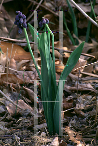 Picture of Muscari latifolium 