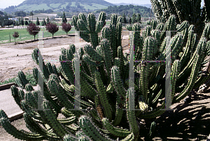 Picture of Myrtillocactus geometrizans 