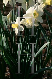 Picture of Narcissus  'Greenlet'