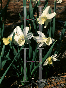 Picture of Narcissus  'Surfside'