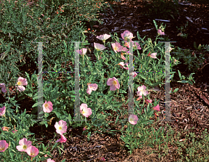 Picture of Oenothera speciosa 