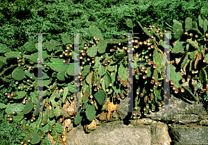 Picture of Opuntia compressa 