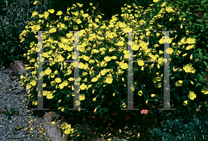 Picture of Oenothera fruticosa ssp. glauca 