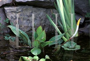 Picture of Orontium aquaticum 