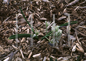 Picture of Ornithogalum oligophyllum 