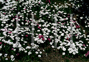 Picture of Osteospermum fruticosum 