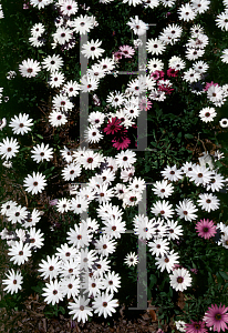 Picture of Osteospermum fruticosum 